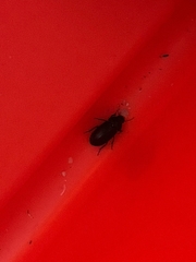 Blapstinus discolor