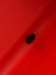 Blapstinus discolor