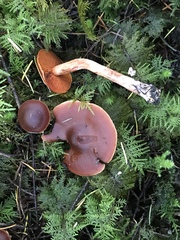 Cortinarius aurantiobasis