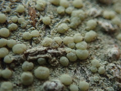 Lecanora confusa