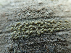 Lecanora confusa