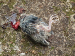 Pteroglossus castanotis