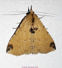 Scolecocampa