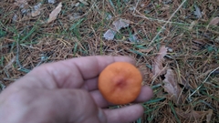 Lactarius fragilis