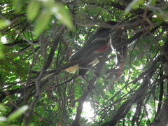 Pteroglossus castanotis