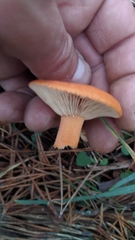Lactarius fragilis