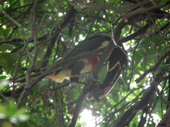 Pteroglossus castanotis