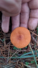 Lactarius fragilis