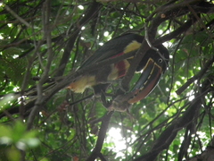 Pteroglossus castanotis