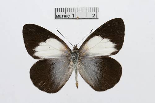 Raffray’s White