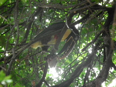 Pteroglossus castanotis