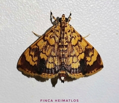 Portentomorpha xanthialis