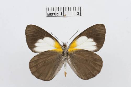 Raffray’s White