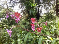 Epidendrum schweinfurthianum