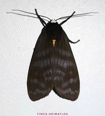 Pachydota