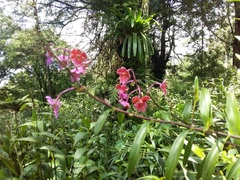 Epidendrum schweinfurthianum