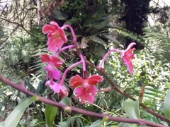 Epidendrum schweinfurthianum