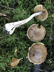 Cortinarius brunneus