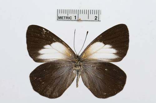 Raffray’s White