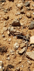 Qualetta maculata
