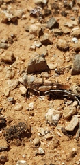 Qualetta maculata