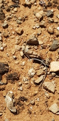 Qualetta maculata
