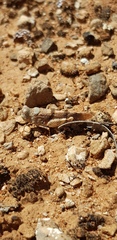 Qualetta maculata