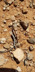 Qualetta maculata