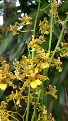 Oncidium lineoligerum