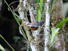 Pheugopedius rutilus