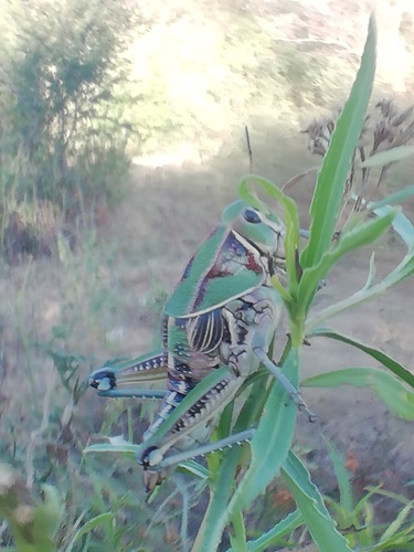 Brachystola mexicana