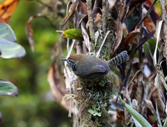 Pheugopedius rutilus