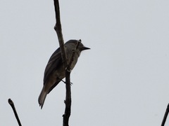 Knipolegus poecilurus