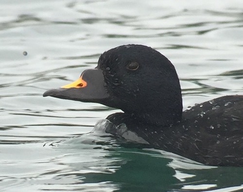 Common Scoter