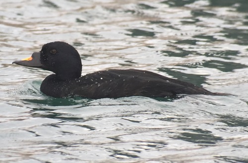Common Scoter