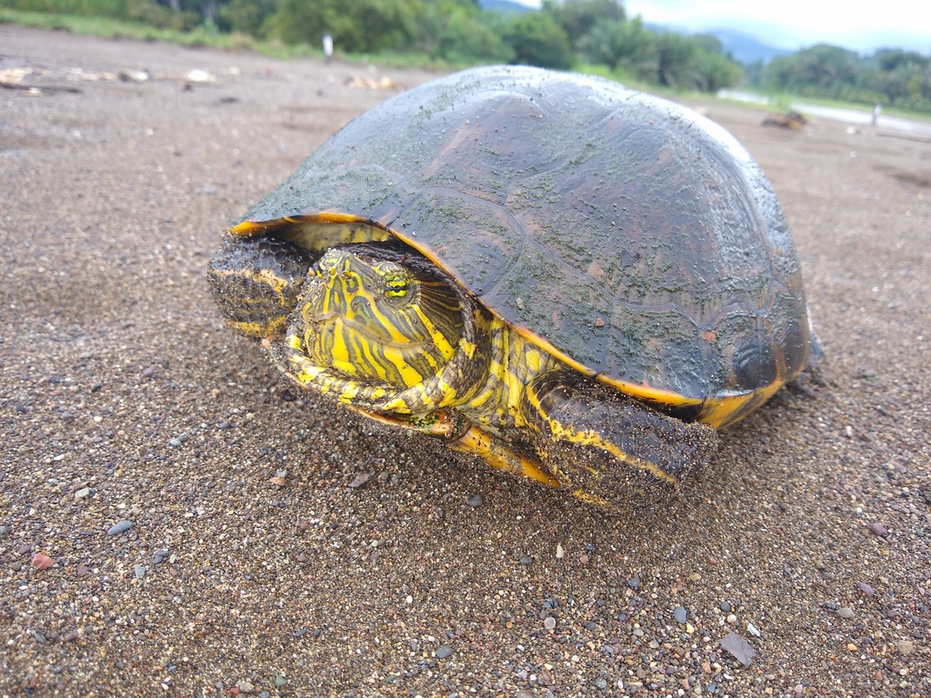 ニカラグアクジャクガメ