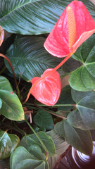 Anthurium andraeanum