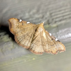 Corgatha dichionistis