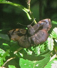 Zera hyacinthinus servius