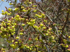 Berberis angulosa