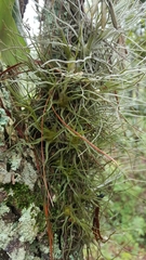 Tillandsia ignesiae