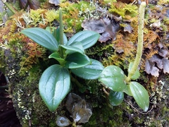Peperomia sanjoseana