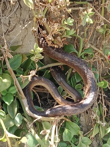 Brown Tree Snake sighting