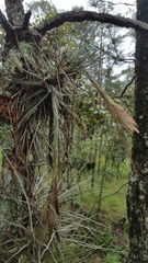 Tillandsia ignesiae