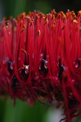 Xeronema callistemon