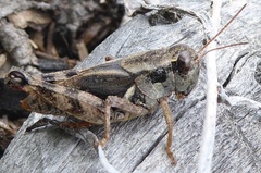 Melanoplus dodgei