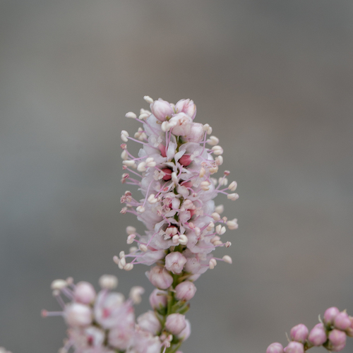 Tamarix chinensis