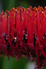 Xeronema callistemon