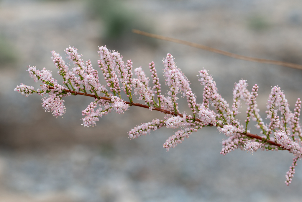 Tamarix chinensis, Las Vegas, NV, USA