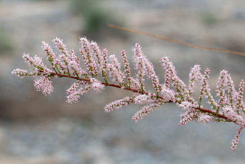 Tamarix chinensis